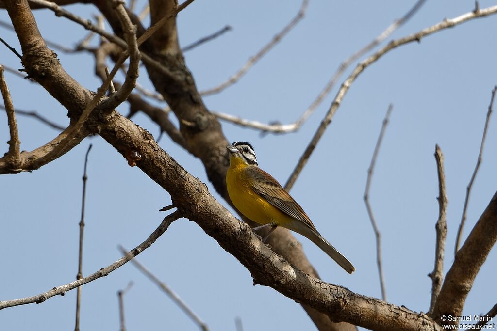 Brown-rumped Buntingadult