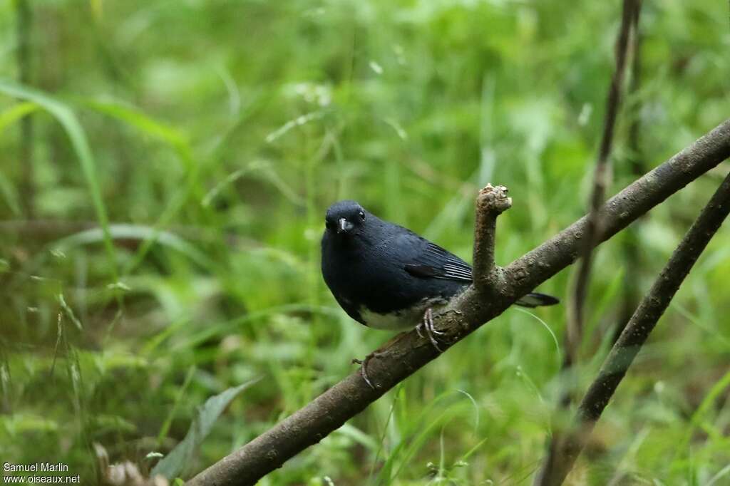 Bruant bleu mâle adulte