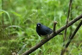 Slaty Bunting