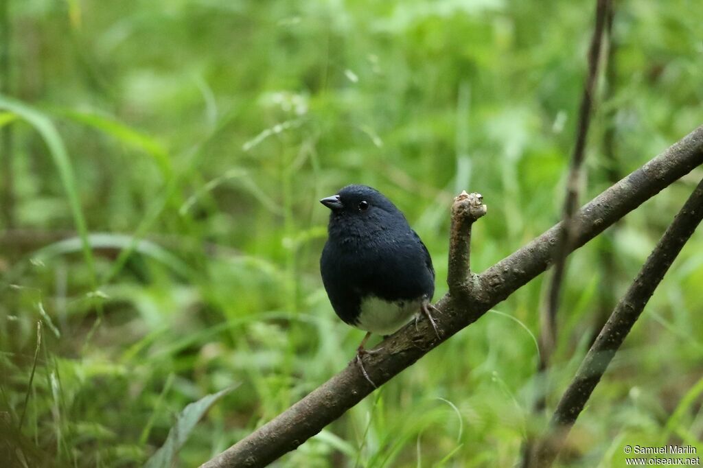 Slaty Bunting male adult