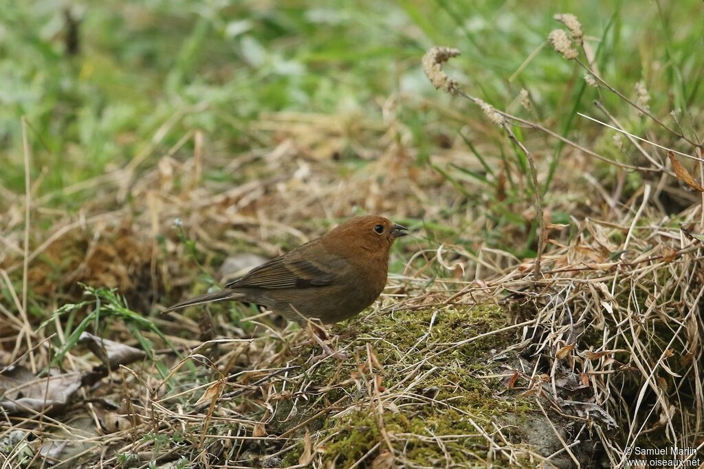 Slaty Bunting female adult