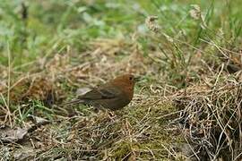 Slaty Bunting