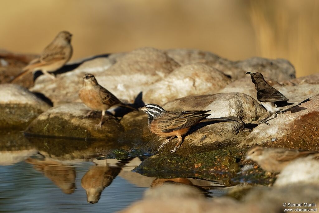 Cinnamon-breasted Bunting