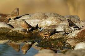 Cinnamon-breasted Bunting