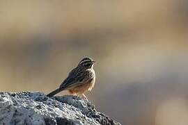 Cinnamon-breasted Bunting