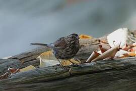 Song Sparrow