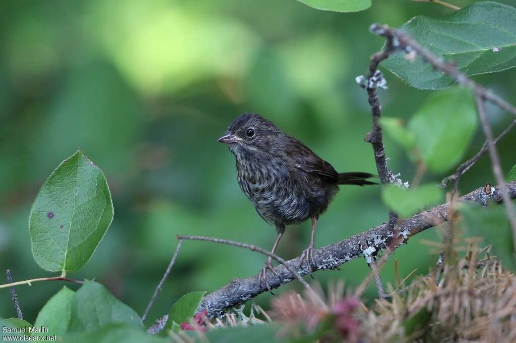 Song Sparrowjuvenile, identification