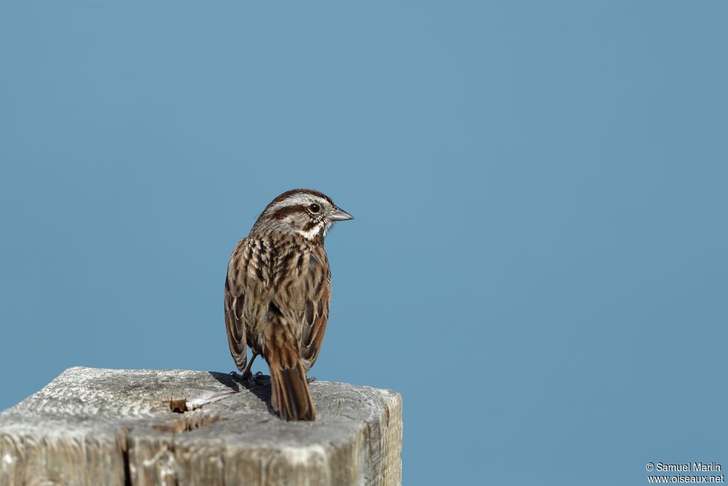 Bruant chanteuradulte