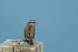 Song Sparrow