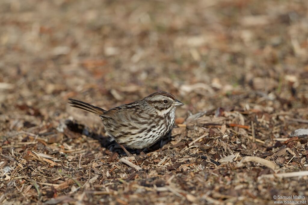 Bruant chanteuradulte