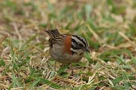 Rufous-collared Sparrow