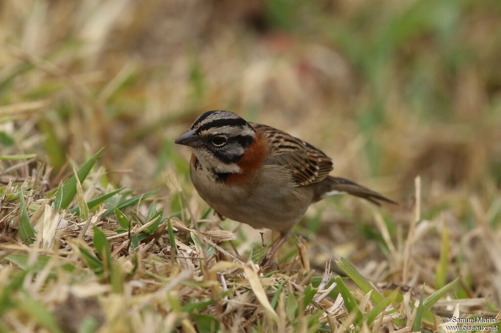 Rufous-collared Sparrowadult