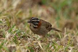 Rufous-collared Sparrow