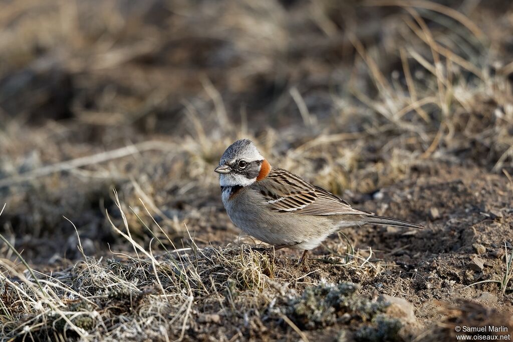 Rufous-collared Sparrow male adult