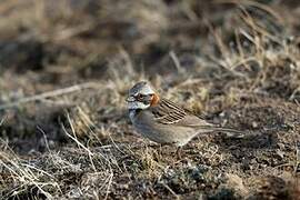 Rufous-collared Sparrow