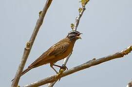 Gosling's Bunting