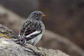 Snow Bunting