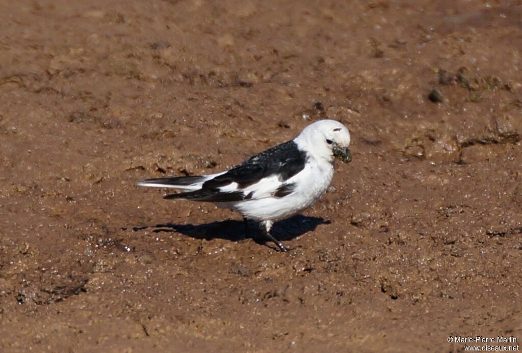 Snow Bunting male adult