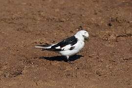 Snow Bunting