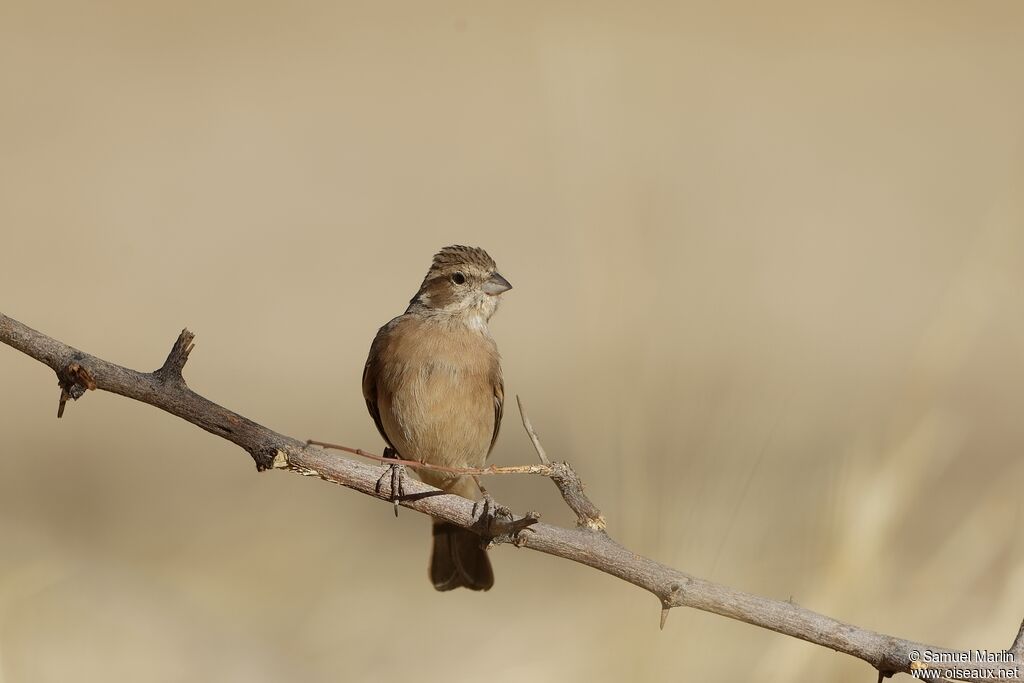 Lark-like Bunting