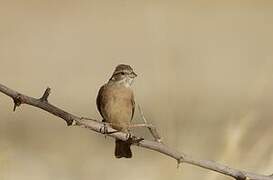 Bruant des rochers