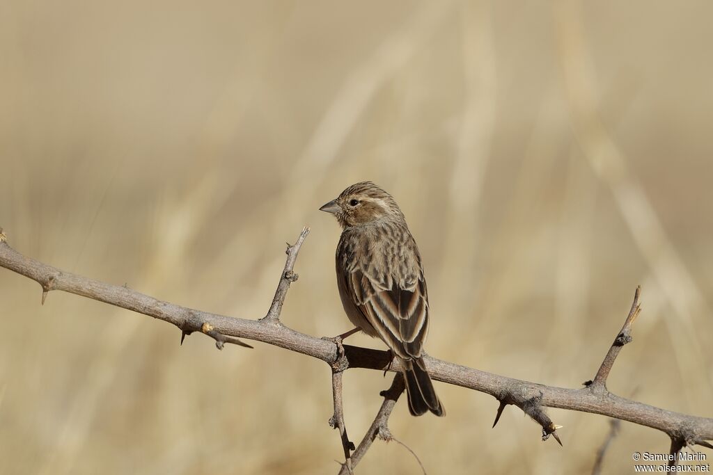 Lark-like Buntingadult