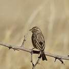Bruant des rochers