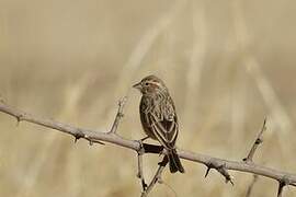 Lark-like Bunting