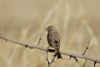 Bruant des rochers