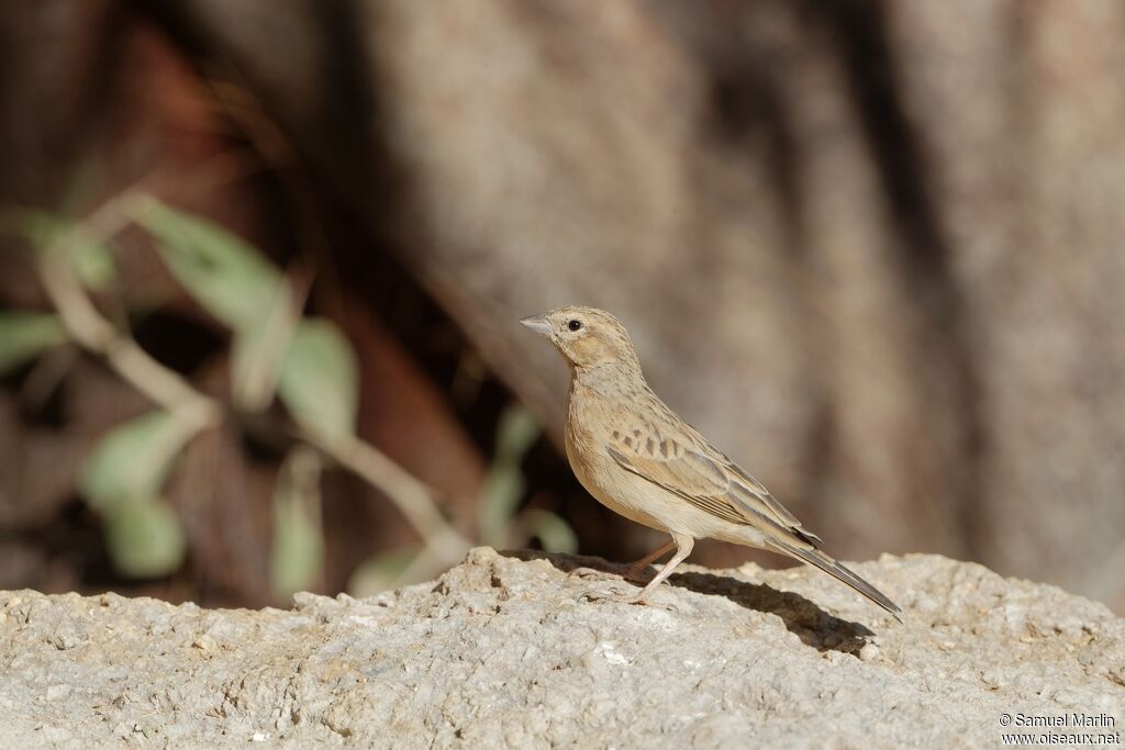 Lark-like Buntingadult