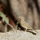 Bruant des rochers