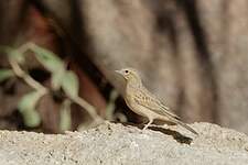 Bruant des rochers