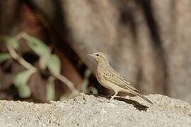 Bruant des rochers