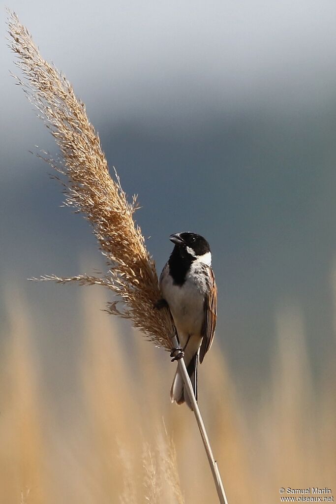 Common Reed Bunting male adult