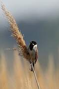 Common Reed Bunting