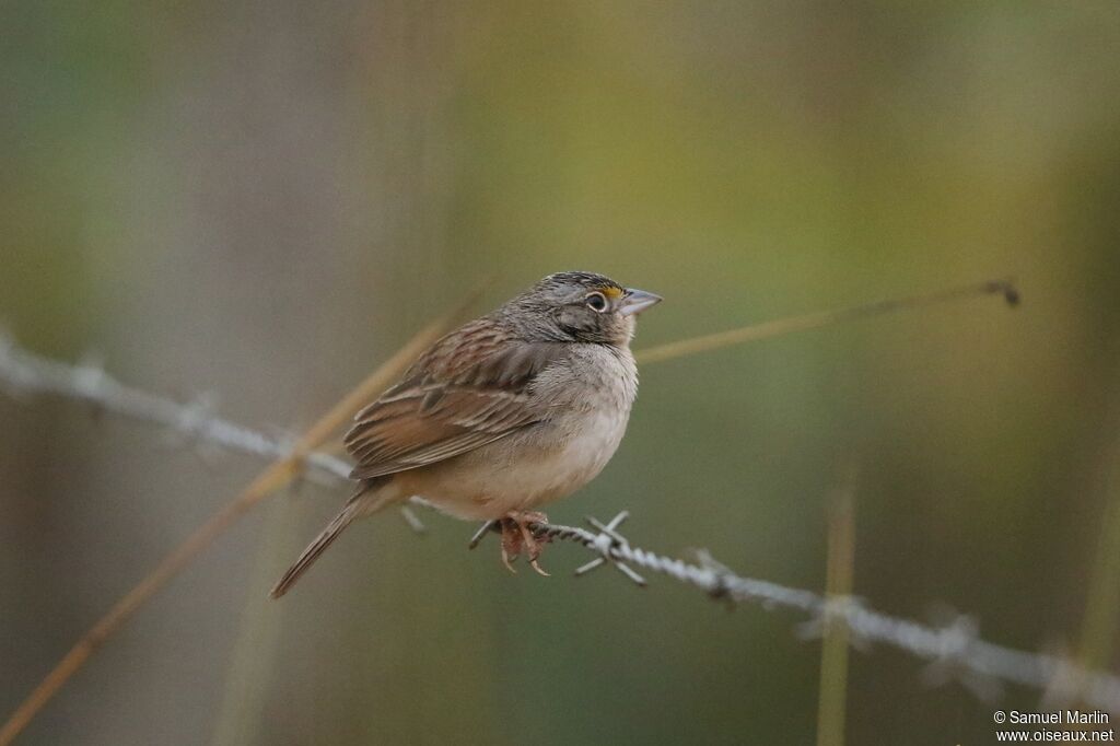 Bruant des savanes