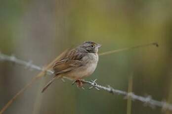 Bruant des savanes