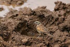 Cape Bunting