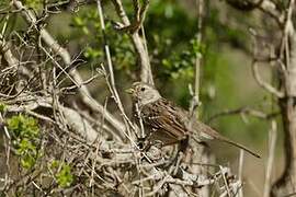 Chipping Sparrow