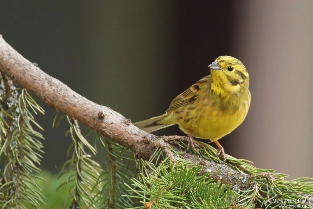 Yellowhammeradult