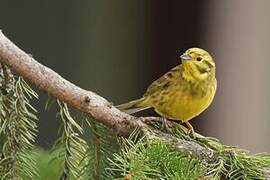 Yellowhammer