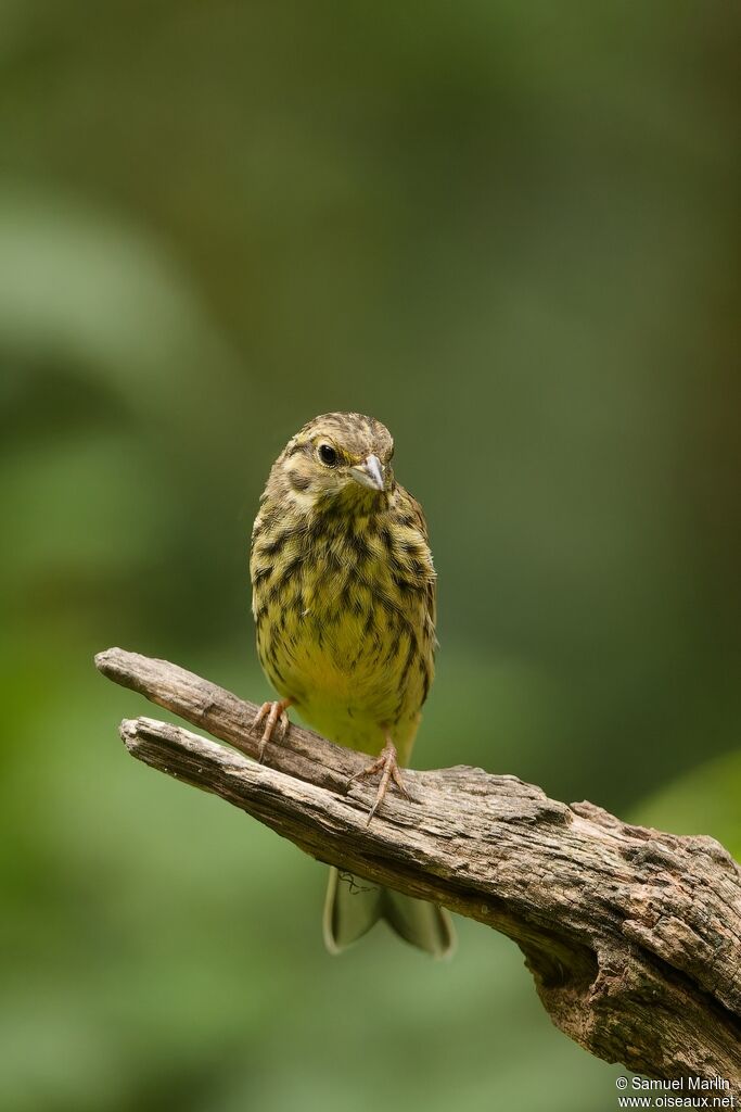 Yellowhammer