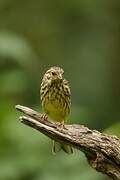 Yellowhammer