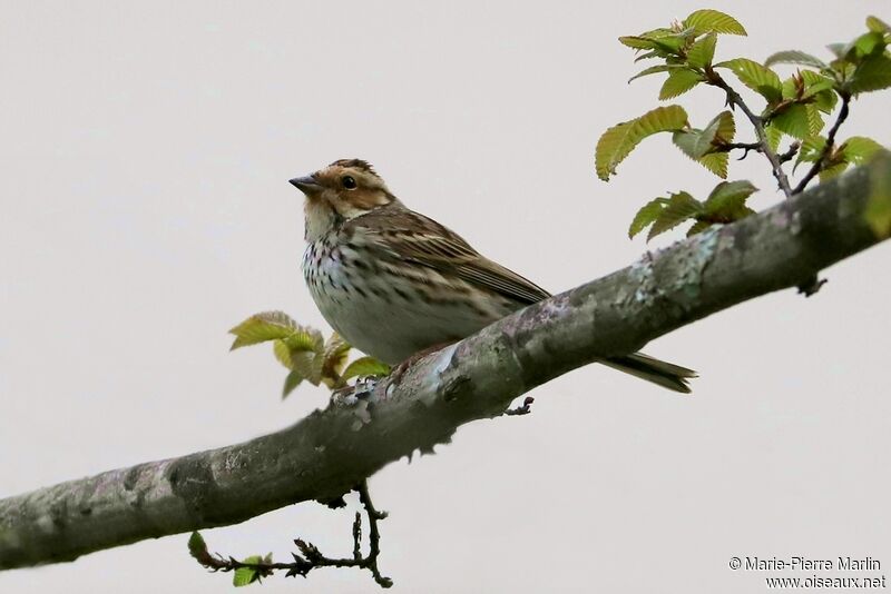 Little Bunting female adult