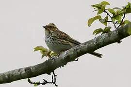 Little Bunting