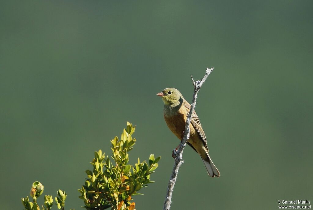 Ortolan Buntingadult