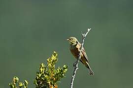 Ortolan Bunting