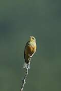 Ortolan Bunting