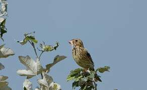 Corn Bunting