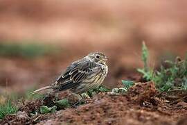 Corn Bunting